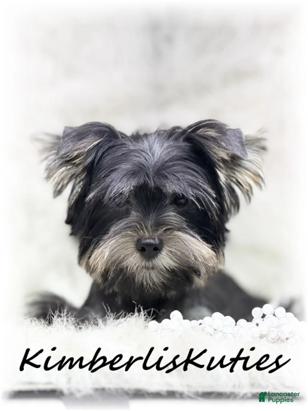 Yorkshire Terrier dogs for sale: Yorkshire Terrier 1 - Ad 2