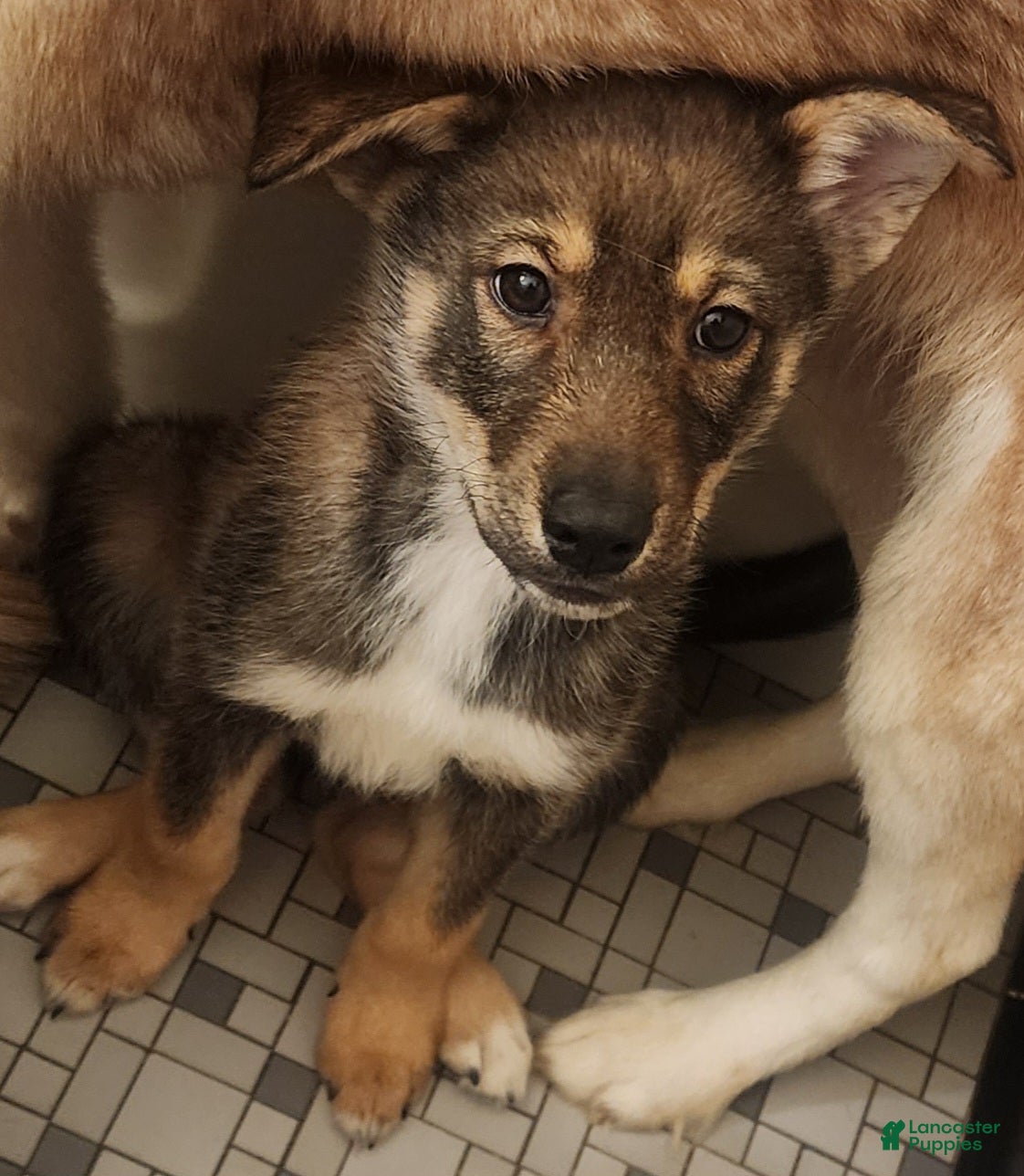 Mixed Breed dogs Tip/Twinkle Toes - Ad 1