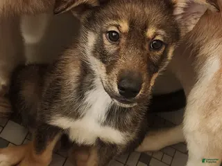 Mixed Breed dogs Tip/Twinkle Toes - Ad 1