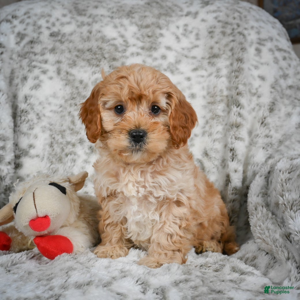 Cavapoo dogs Shaggy - Ad 15