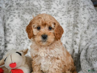 Cavapoo dogs Shaggy - Ad 31