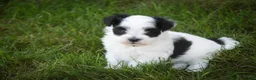 Havanese dogs for sale: Libby Havanese  - Ad 19
