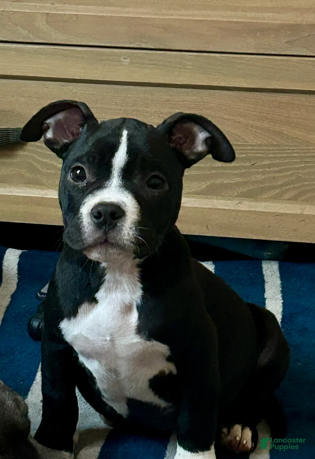 American Bully dogs for sale: American Bully female - Ad 1