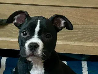 American Bully dogs American Bully female - Ad 9