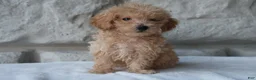 Bichpoo dogs for sale: Mia - Ad 4