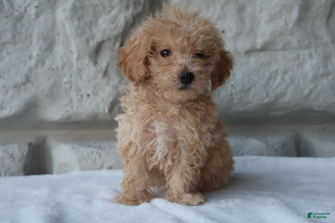 Bichpoo dogs for sale: Mia - Ad 4