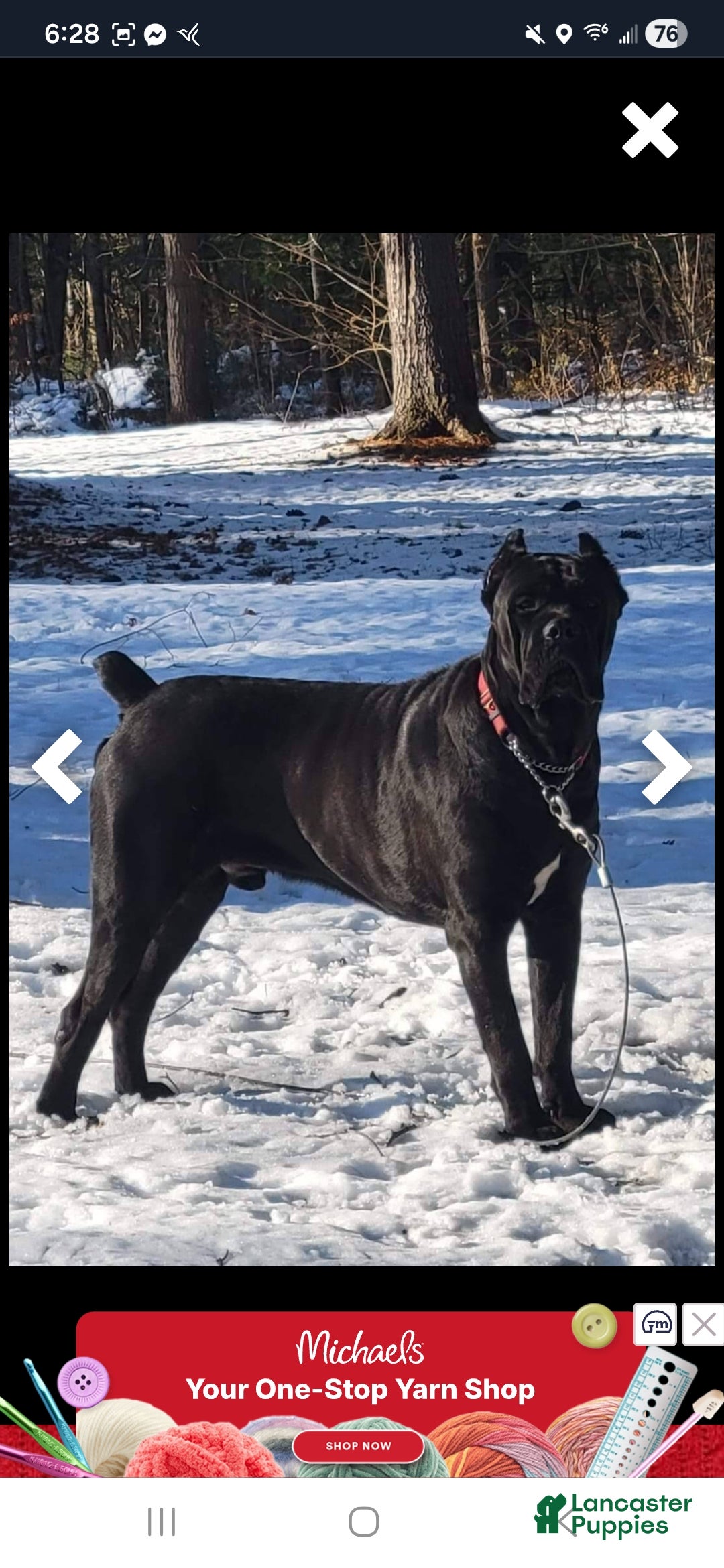 Cane Corso dogs for sale: Cane Corso Puppy 1 - Ad 5