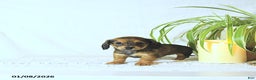 Miniature Dachshund dogs for sale: Kate - Ad 2