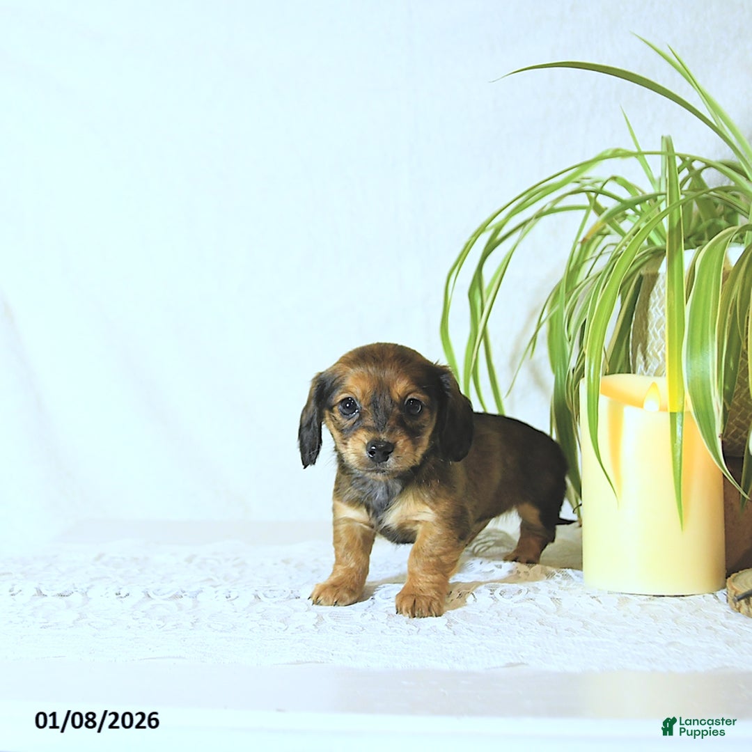 Miniature Dachshund dogs for sale: Kate - Ad 2