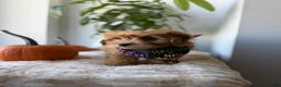 Mini Goldendoodle dogs for sale: Dior - Ad 3