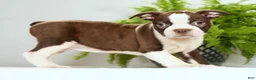 Boston Terrier dogs for sale: Ryan - Ad 4