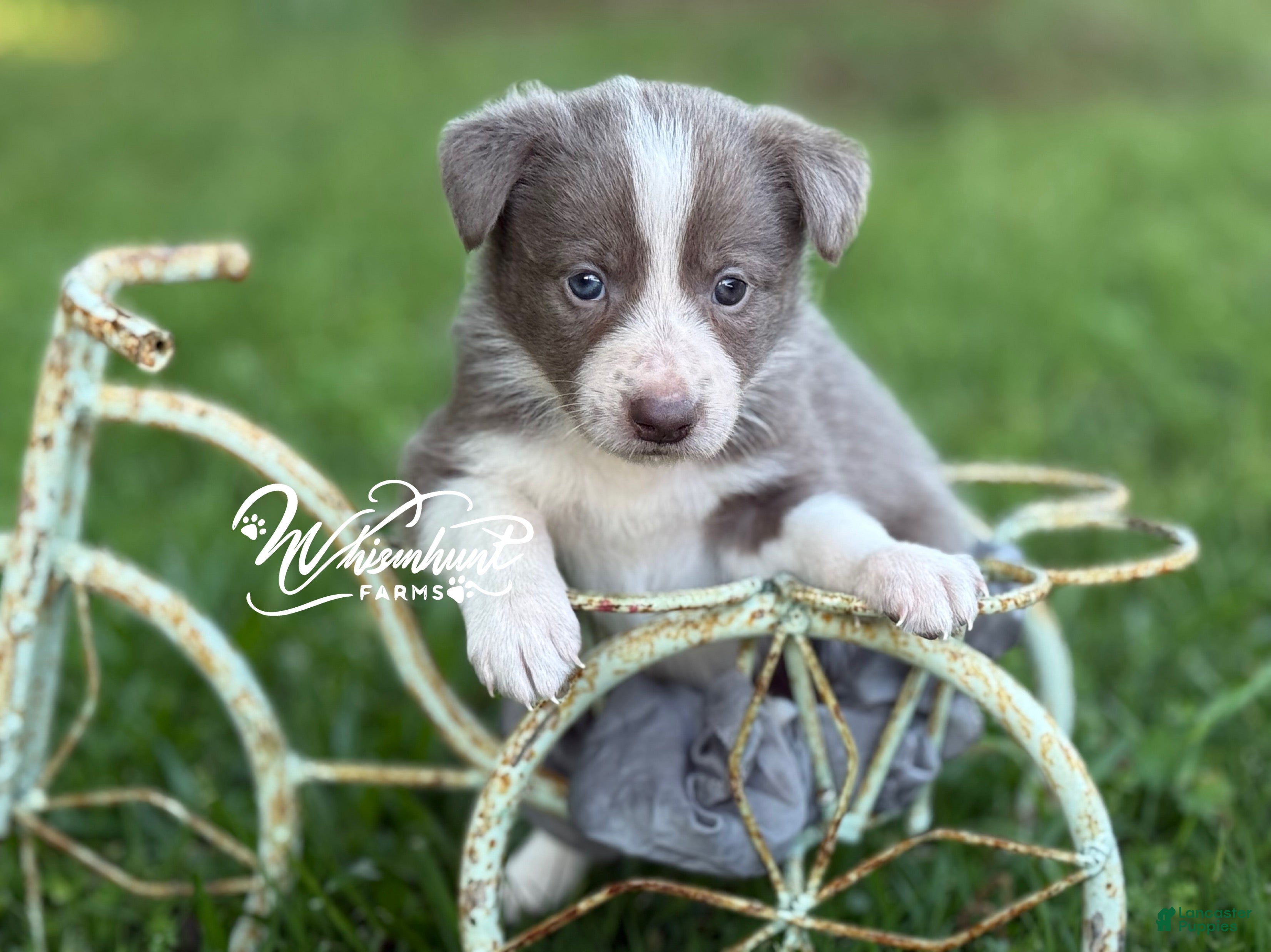Border Collie dogs Lilac girl short hair - Ad 25