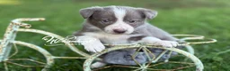 Border Collie dogs for sale: Lilac girl short hair - Ad 1