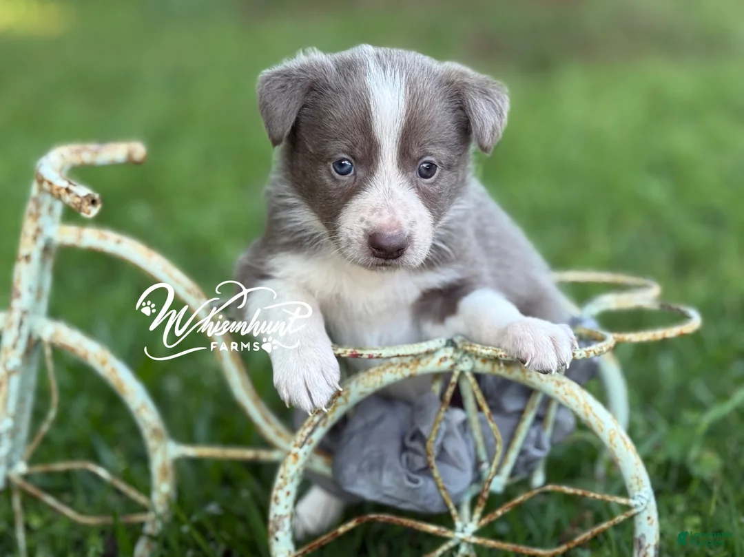 Border Collie dogs for sale: Lilac girl short hair - Ad 1