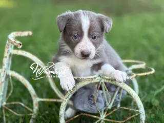 Border Collie dogs Lilac girl short hair - Ad 41