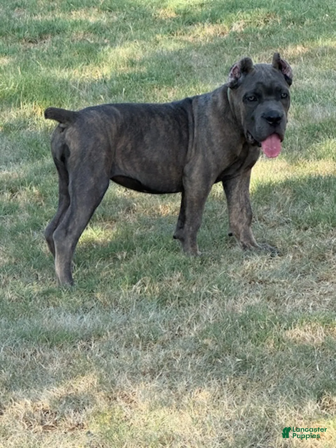 Cane Corso dogs for sale: Girl 3 - Ad 3