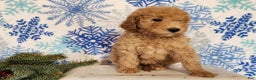 Mini Goldendoodle dogs for sale: Indy - Ad 3