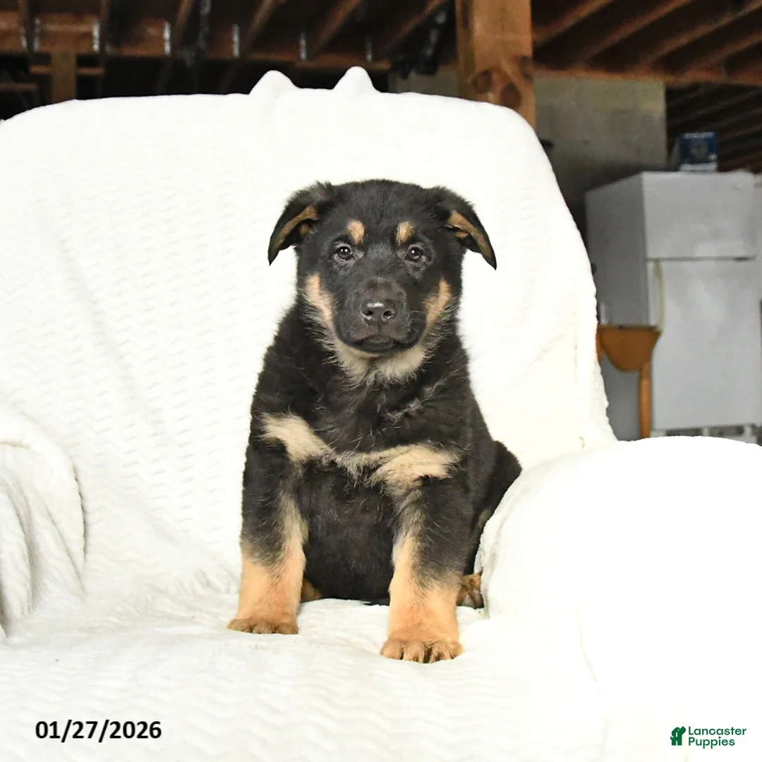 German Shepherd dogs for sale: Tank - Ad 3