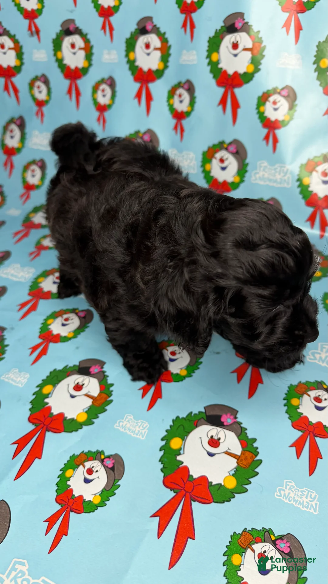 Shihpoo dogs for sale: Shrek - Ad 2