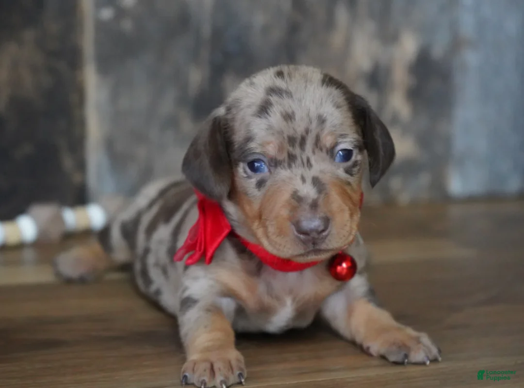 Miniature Dachshund dogs for sale: Luke - Ad 2