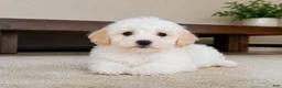 Maltipoo dogs for sale: Ben - Ad 8