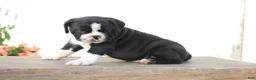 Beabull dogs for sale: Panda - Ad 3
