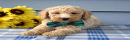 Goldendoodle dogs for sale: Henry  - Ad 6