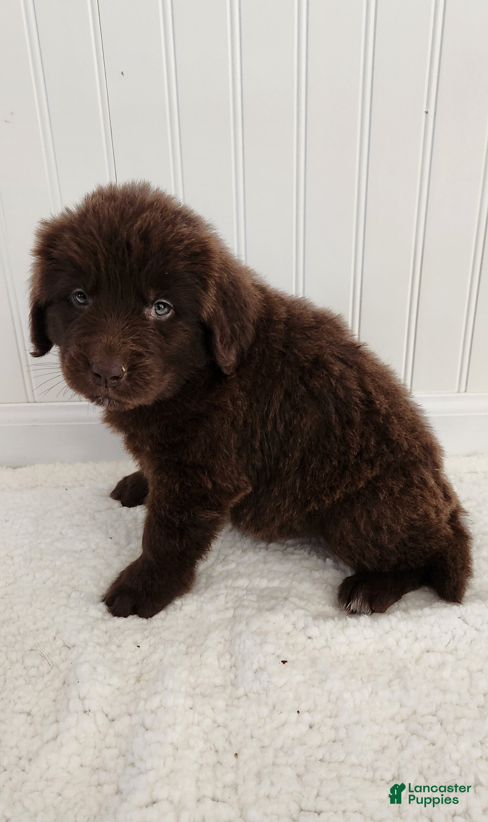 Newfoundland dogs for sale: Emily - Ad 2