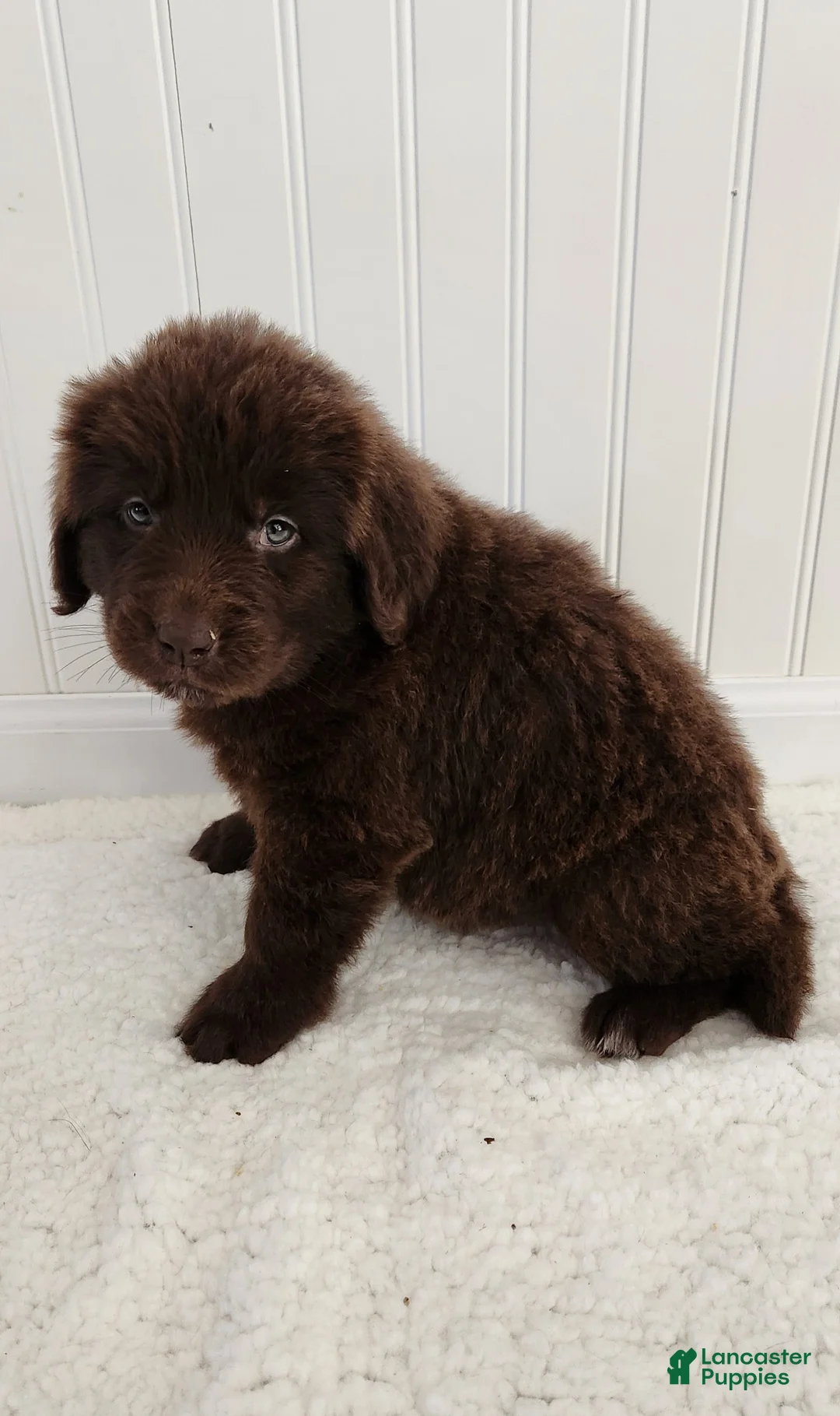 Newfoundland dogs for sale: Emily - Ad 2