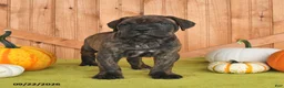 Cane Corso dogs for sale: Buster - Ad 4