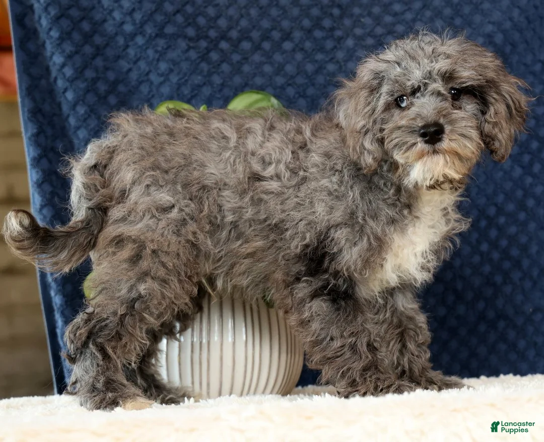 Havapoo dogs for sale: Evan - Ad 2