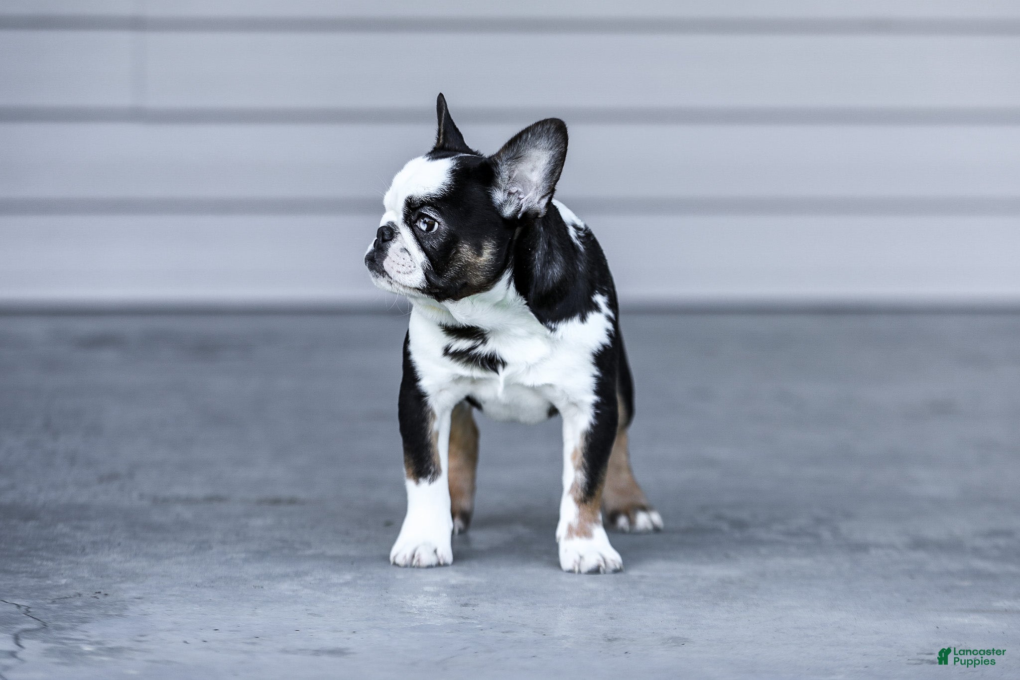 French Bulldog dogs for sale: Sheba - Ad 4