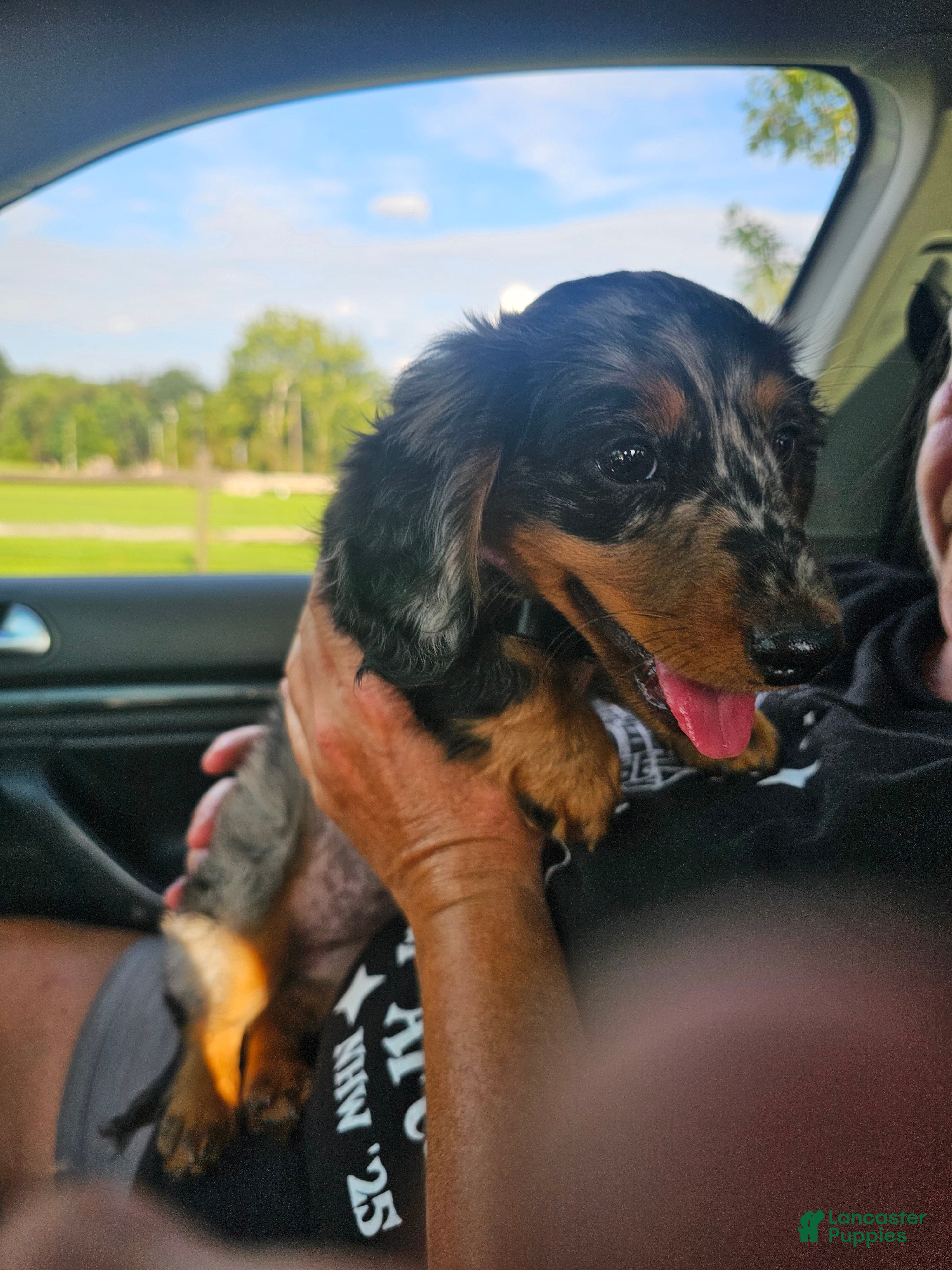Miniature Dachshund dogs Miniature Dachshund 2 - Ad 2