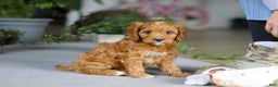 Cavapoo dogs for sale: Jewel - Ad 8