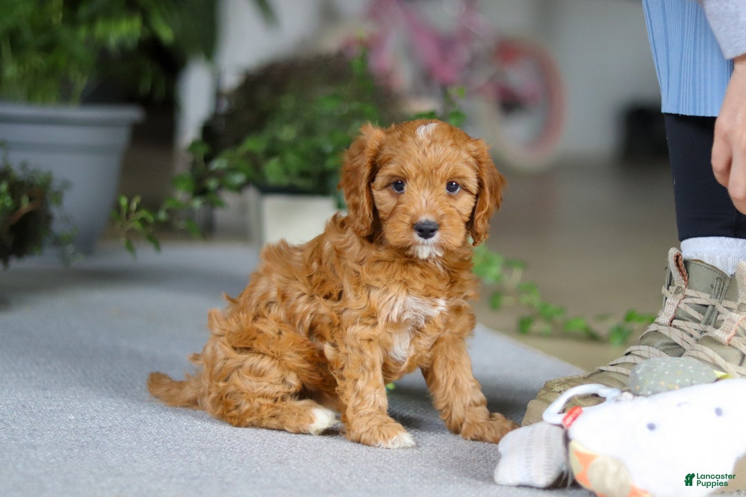 Cavapoo dogs for sale: Jewel - Ad 8