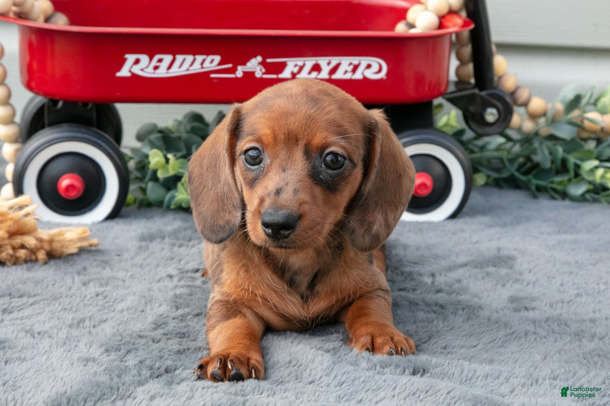 Miniature Dachshund dogs Marcy - Ad 2