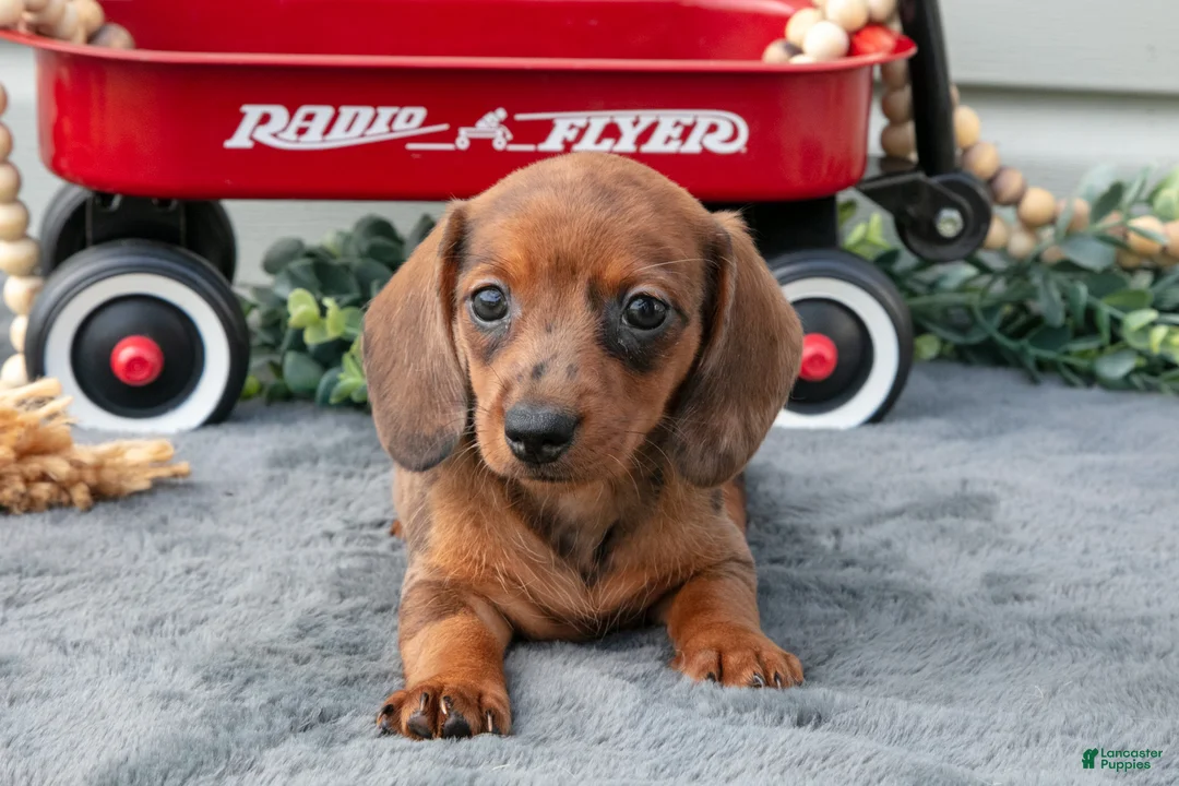 Miniature Dachshund dogs for sale: Marcy - Ad 2