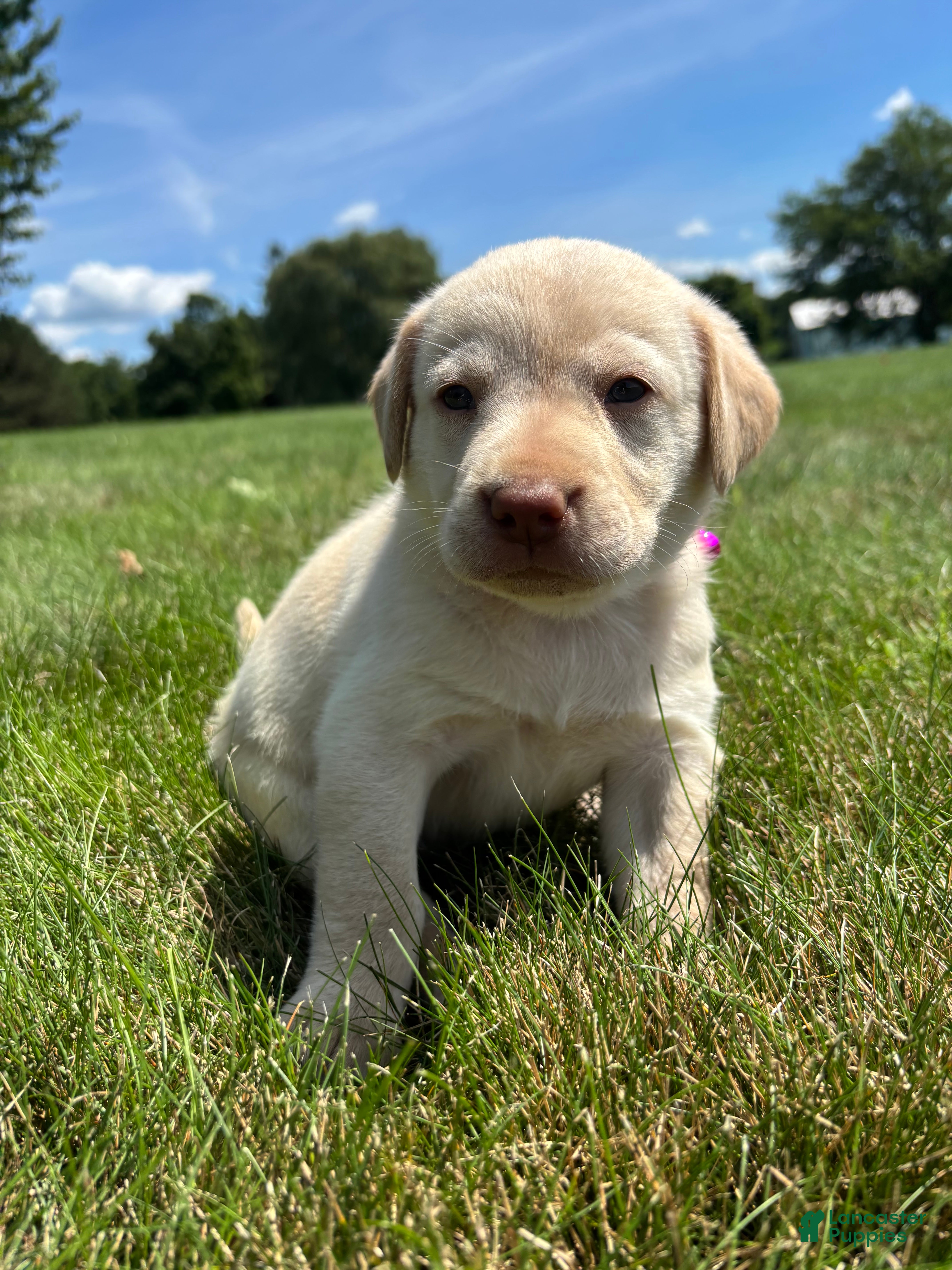Labrador Retriever dogs Oakley - Ad 2