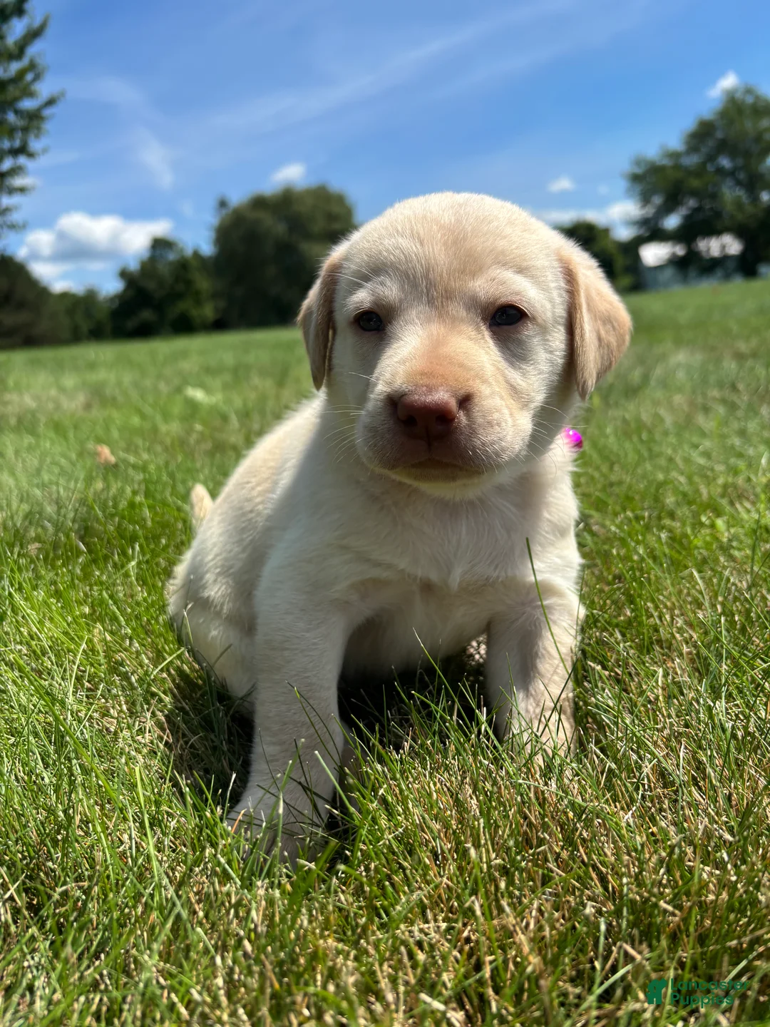 Labrador Retriever dogs for sale: Oakley - Ad 2