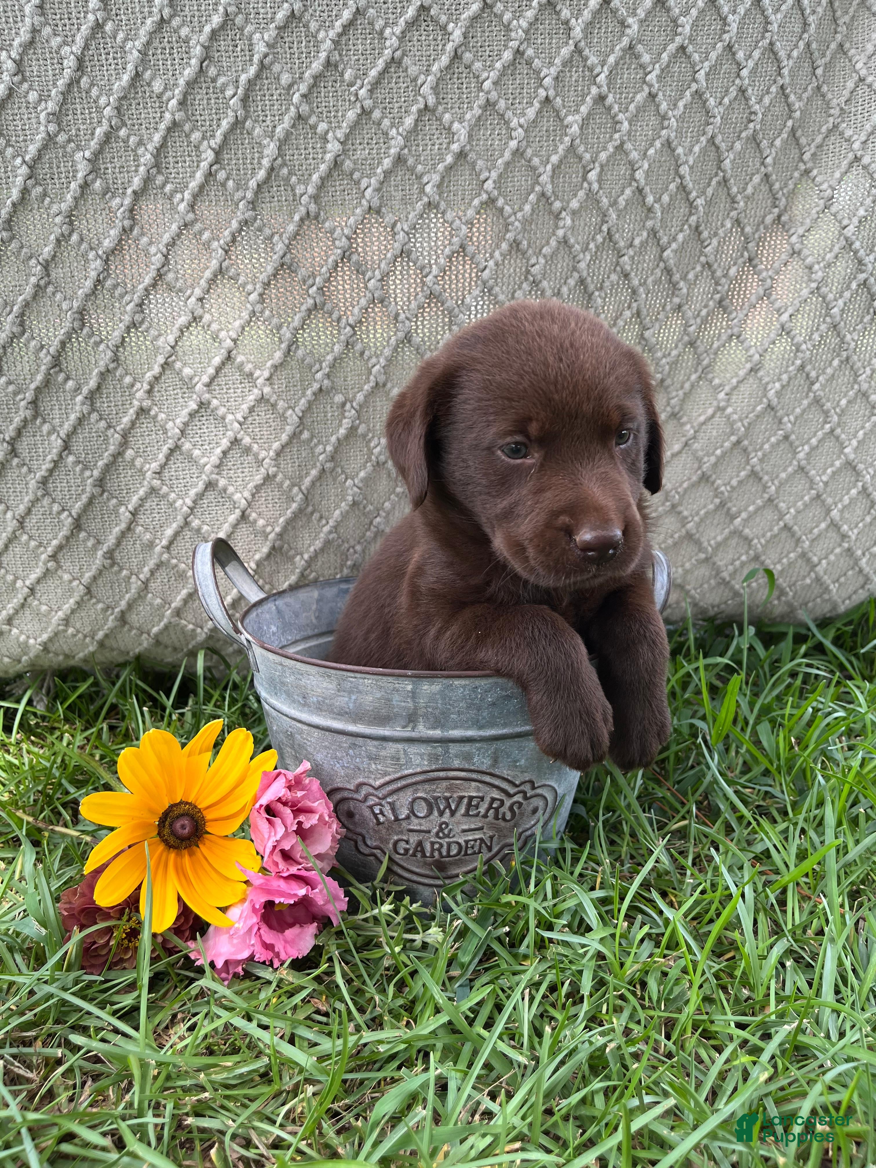 Labrador Retriever dogs Labrador Retriever 8 - Ad 34