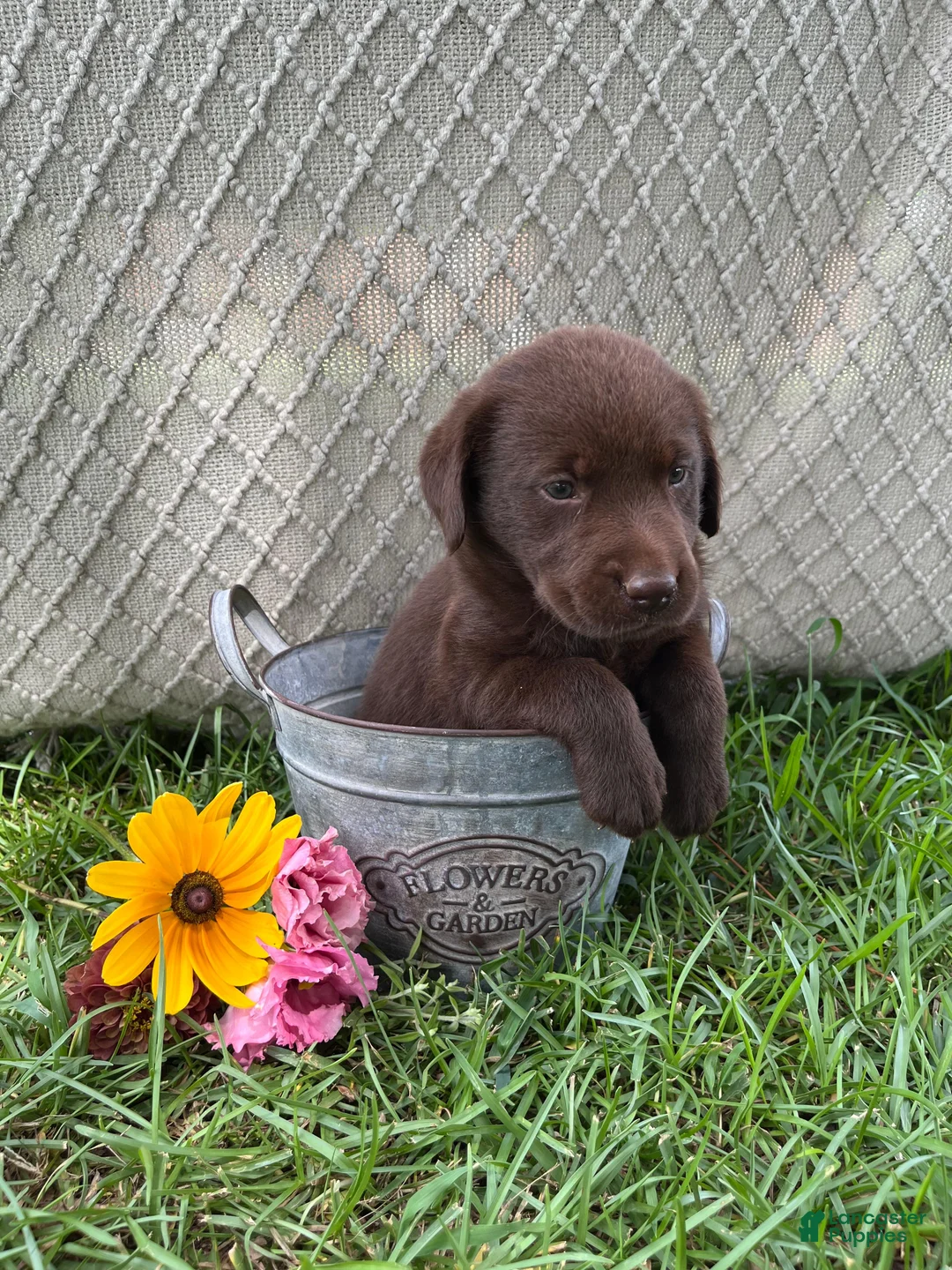Labrador Retriever dogs for sale: Labrador Retriever 8 - Ad 1