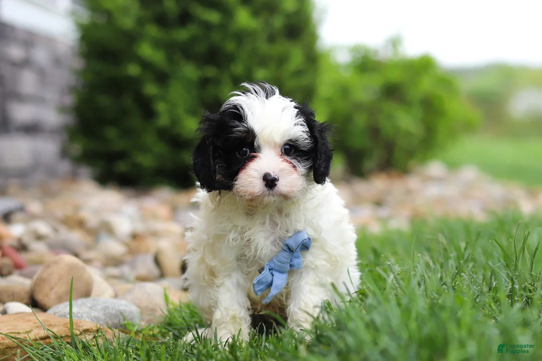 Cavapoo dogs for sale: Jackson - Ad 1