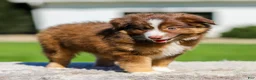 Miniature Australian Shepherd dogs for sale: Hans - Ad 5