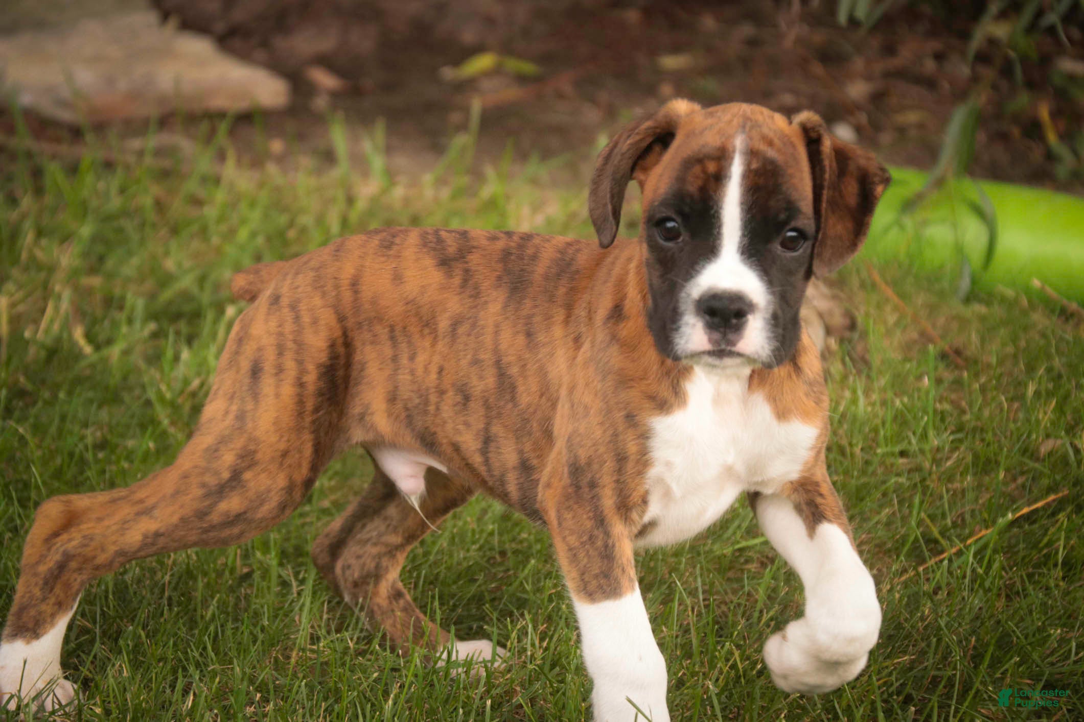 Boxer dogs for sale: Rhett - Ad 4