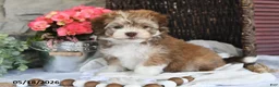 Havanese dogs for sale: Jenna - Ad 3