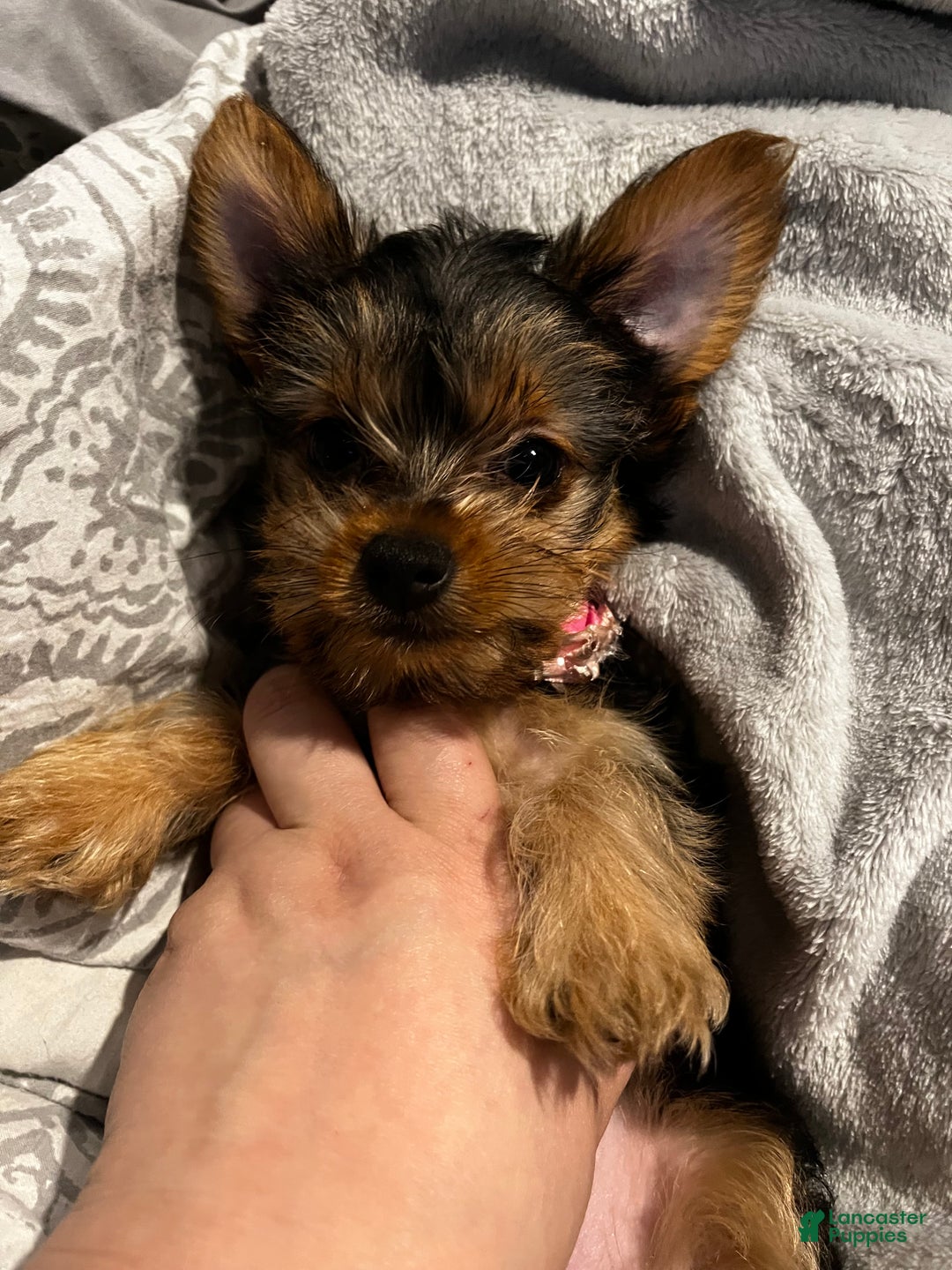 Yorkshire Terrier dogs for sale: Matcha - Ad 1