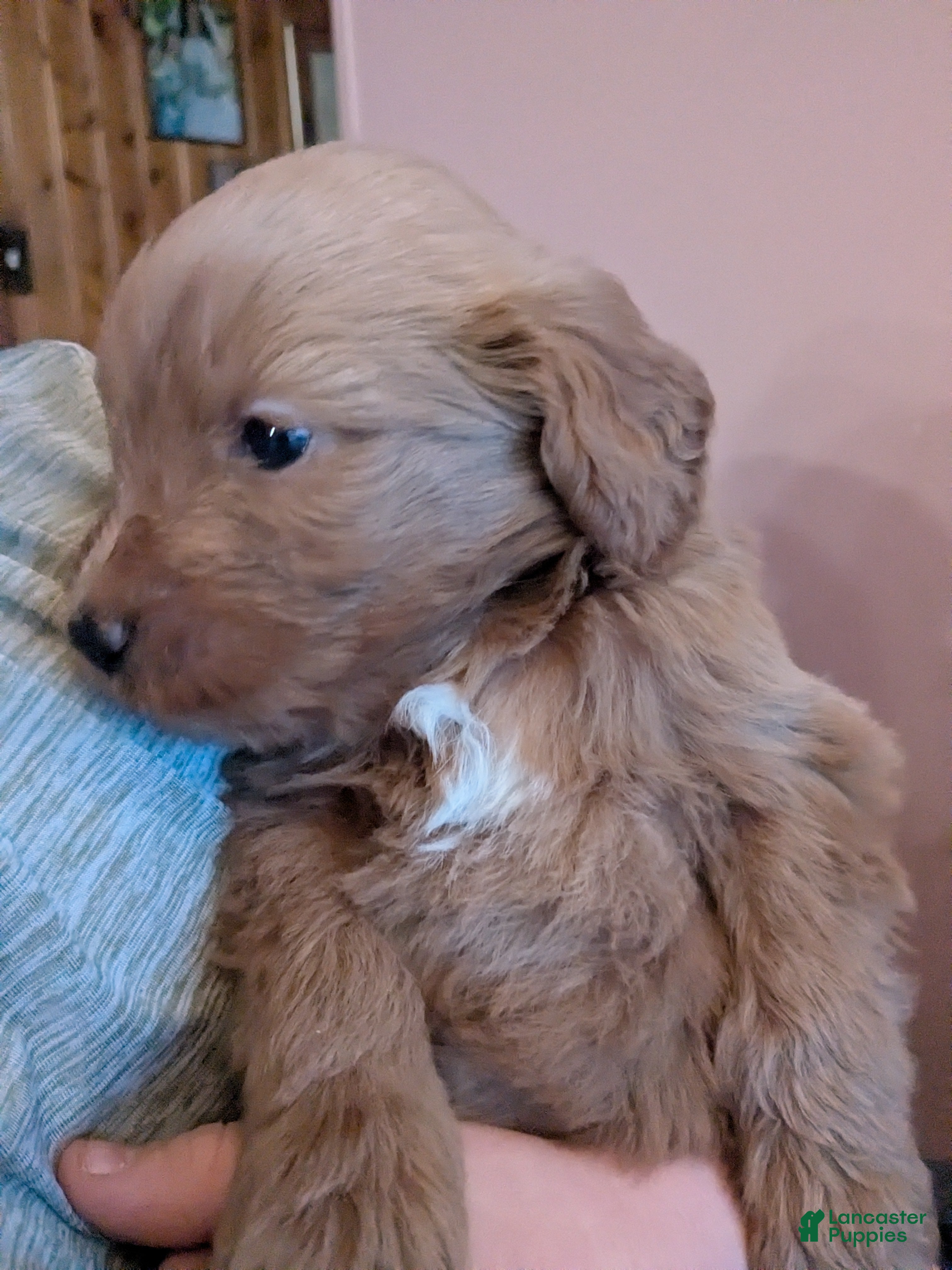 Goldendoodle dogs Goldendoodle Puppy 2 - Ad 25
