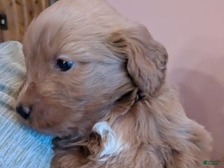 Goldendoodle dogs Goldendoodle Puppy 2 - Ad 20