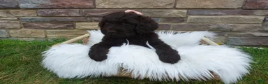 F1b Coco