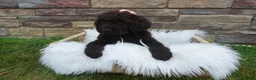 Newfypoo dogs for sale: F1b Coco - Ad 1